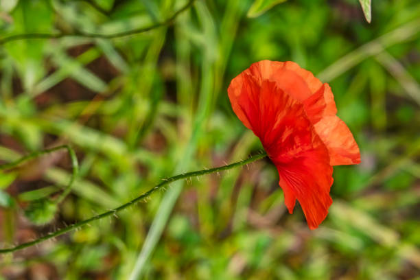 mohnblume mit dem namen papaver oriantale in latein hautnah - oriental poppy poppy leaf close up stock-fotos und bilder