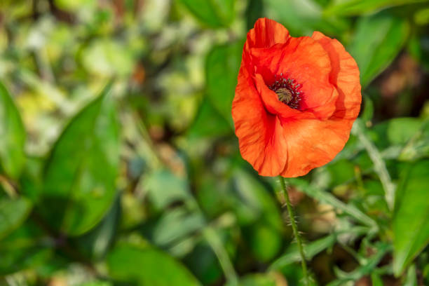 mohnblume mit dem namen papaver oriantale in latein hautnah - oriental poppy poppy leaf close up stock-fotos und bilder