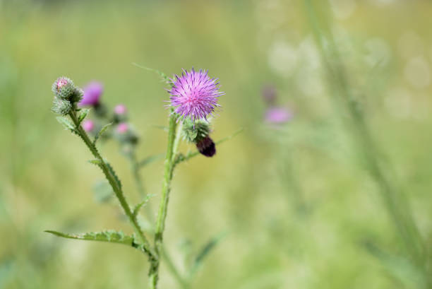 istock Blooming thistle on a sunny summer day close-up 1158428358