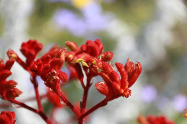 istock Kangaroo Paw Plant Perth Western Australia 1158430629