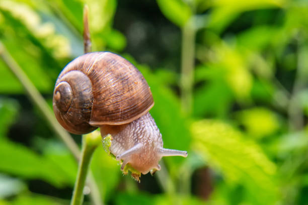 istock Snail on a twig close up 1158430765