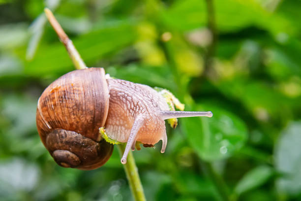 istock Snail on a twig close up 1158430766