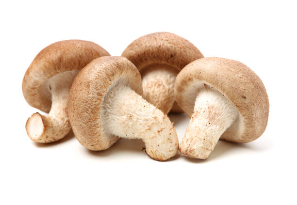 istock Shiitake mushroom on the White background 1158432390
