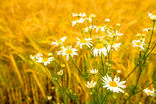 istock Chamomile at a field of barley in Germany 1158432476