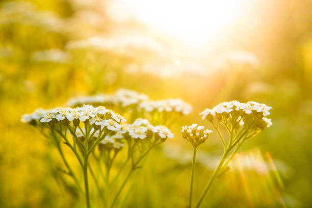 istock common yarrow, medicinal herb in a meadow in Germany 1158432517