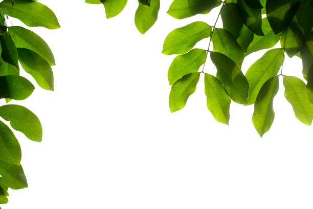 istock Green leaves isolated on a white background 1158432639