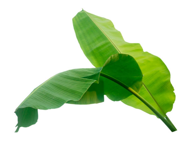 istock Banana leaf isolated on white background 1158432861