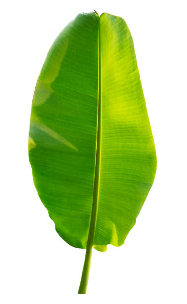 istock Banana leaf isolated on white background 1158434068
