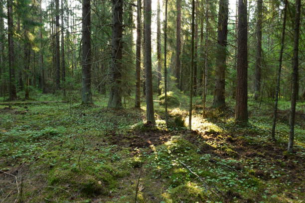 istock Rays of sunlight lit at dawn a dense coniferous forest with earth dug up by  wild boar under fir trees 1158435209