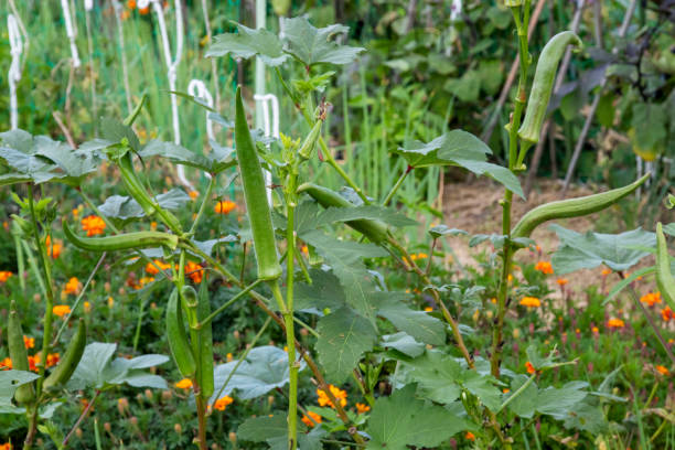 istock Okra, which grew on the field 1158435356