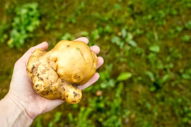 Photo of Odd looking big ugly mutant uneven potato in hand outdoors, green grass on the background. Rejected food in markets stores concept. Low quality foods.