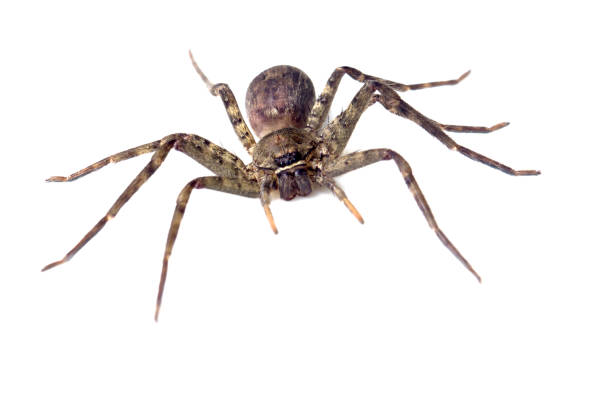 istock Giant spider isolated on a white background 1158436399