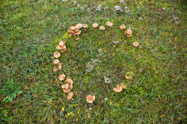 A fairy ring, also known as fairy circle, elf circle, elf ring or pixie ring, is a naturally occurring ring or arc of mushrooms.  they can sometimes be linked with good fortune.
