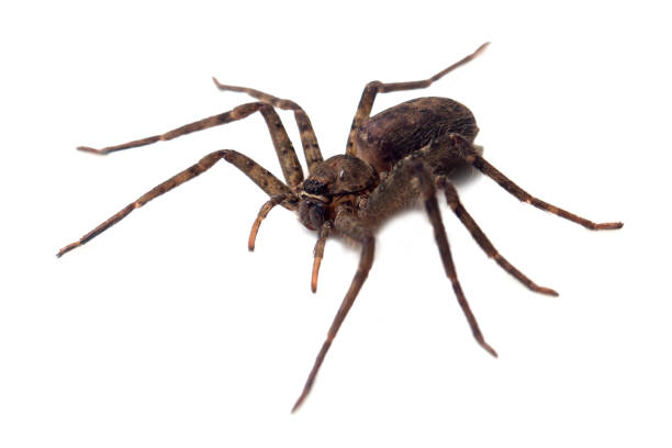 istock Giant spider isolated on a white background 1158436720