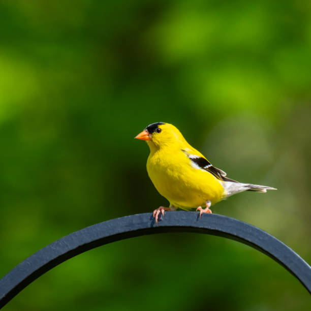 istock American Goldfinch on Trellis 1158441336