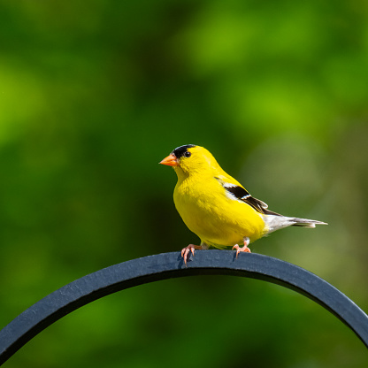 A beautiful yellow male goldfinch, sits on a trellis with soft green bokeh in the background