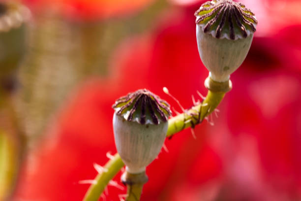 Poppy field