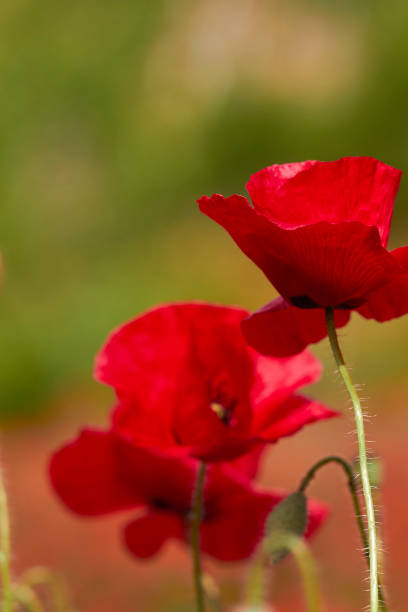 Poppy field