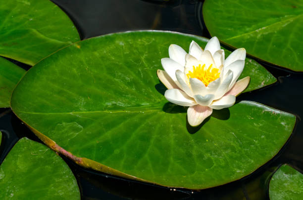 lirio de agua de loto blanco - water lily lotus water lily fotografías e imágenes de stock