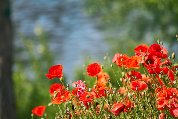 istock Poppy field at the river 1158443806