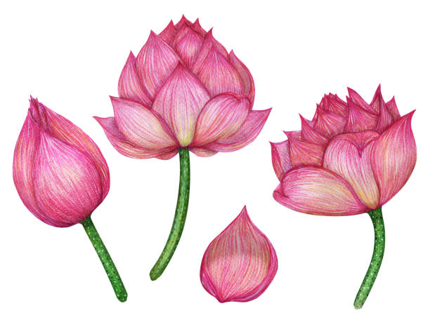 PINK LOTUS flowers isolated on white background PINK LOTUS flowers isolated on white with CLIPPING PATH made by watercolor and colored pencil HAND DRAWN. jainism photos stock pictures, royalty-free photos & images
