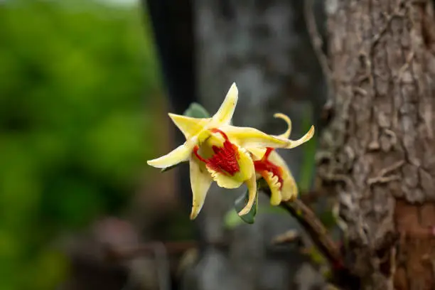Wild orchid blooming in the forest of Song Mao National Reserve in Binh Thuan Province, Vietnam