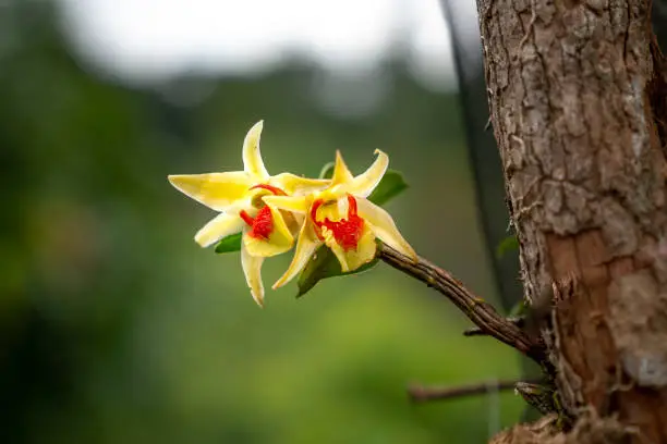 Wild orchid blooming in the forest of Song Mao National Reserve in Binh Thuan Province, Vietnam