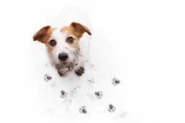 Photo of ISOLATED DIRTY JACK RUSSELL DOG, AFTER PLAY IN A MUD PUDDLE WITH PAW PRINTS  AGAINST  WHITE BACKGROUND. HIGH ANGLE VIEW.