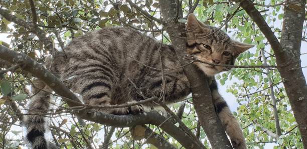 istock European wild cat 1158445933
