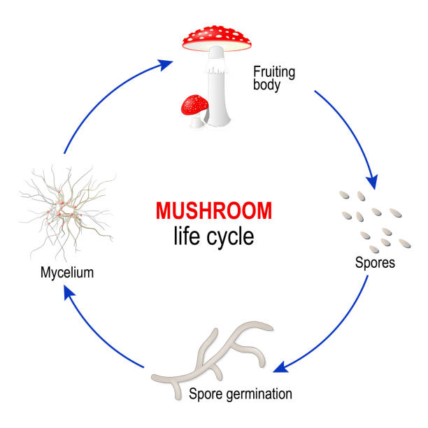 bildbanksillustrationer, clip art samt tecknat material och ikoner med svamp livs cykel från sporer till mycel och svampar (fruiting kropp). mer från amanita muscaria. - parade