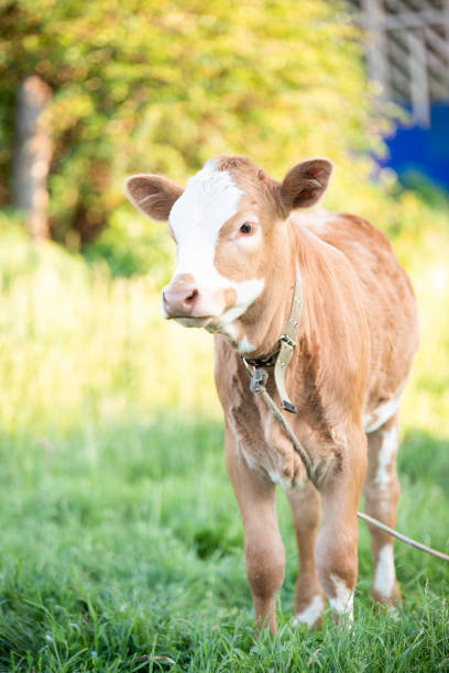 Young red white calf on leash in summer day