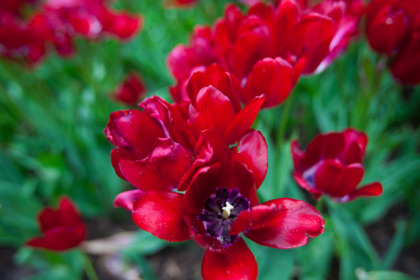 istock Tulips at Keukenhof 1158447496