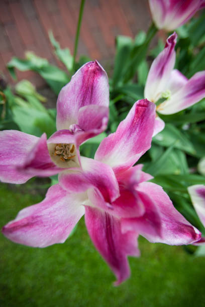 istock Tulips at Keukenhof 1158447560