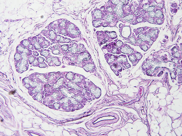 istock histology of human tissue 1158448617