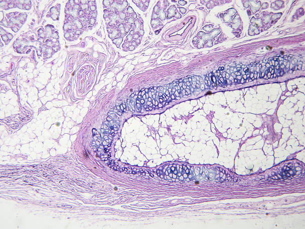 istock histology of human tissue 1158448629