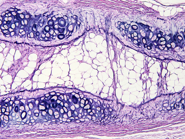 istock histology of human tissue 1158448657