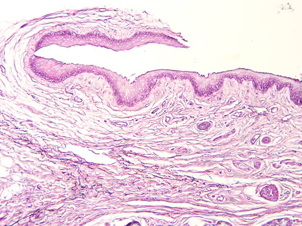istock histology of human tissue 1158448669