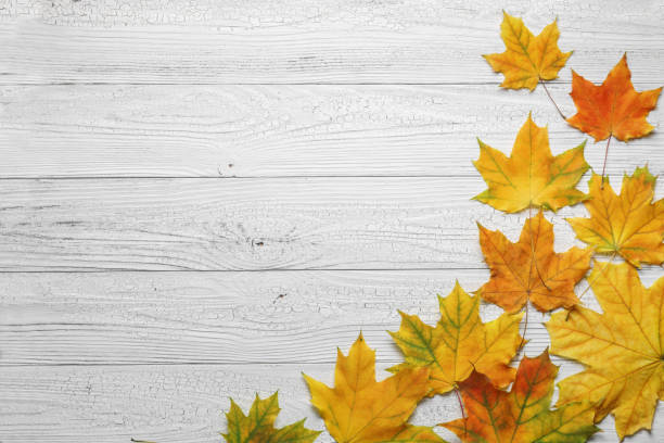 istock Autumn border with leaves on white wood background. 1158448796