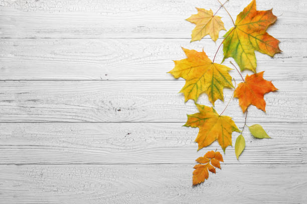 Autumn leaves on white wood background. stock photo