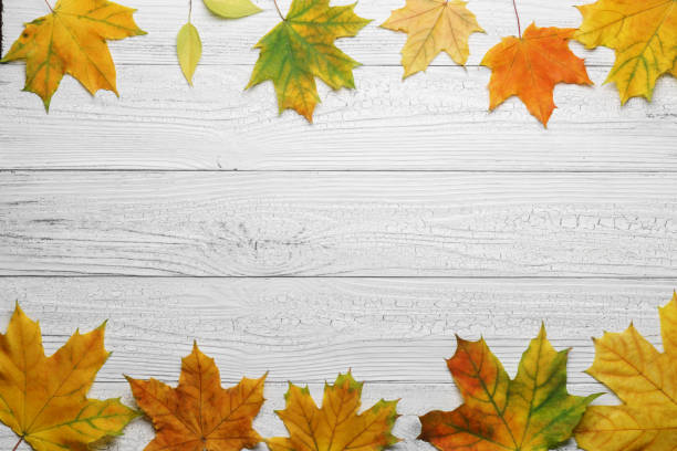 Autumn border with leaves on white wood background. stock photo