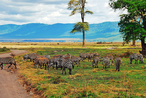 Beautiful landscape with  a large group of zebras  grazing in the Ngorongoro Crater in Tanzania.