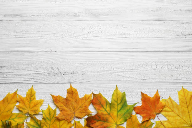 Autumn border with leaves on white wood background. stock photo