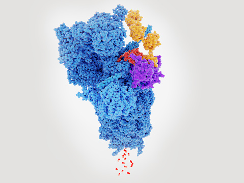 Proteasomes are a large molecular machine that degrade unneeded or damaged proteins that have been tagged with polyubiquitin (yellow). The ubiquitin hydrolase (violet) detaches ubiquitin from the protein, that is unfolded and degraded into small peptides (bottom). Source: PDB entry 5GJQ