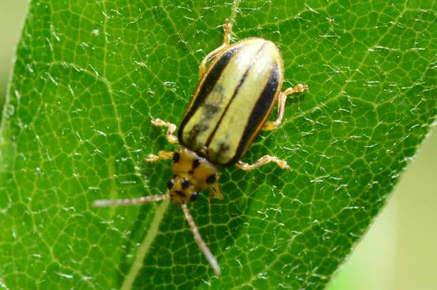 Elm-leaf beetle Xanthogaleruca luteola leaf beetle photos stock pictures, royalty-free photos & images
