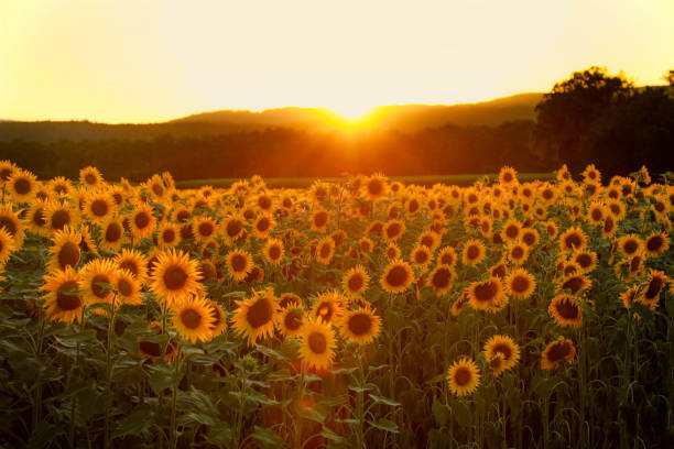 istock Sunflower by the sunset 1158452151
