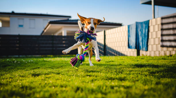 istock Dog runs with rope towards camera in summer garden. 1158457376