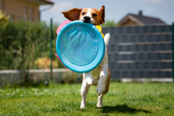 istock Beagle dog running with a round toy 1158457638