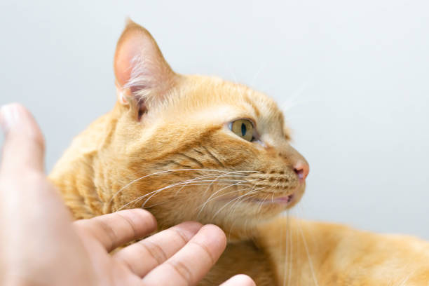 istock a pretty cat with me at home 1158457670