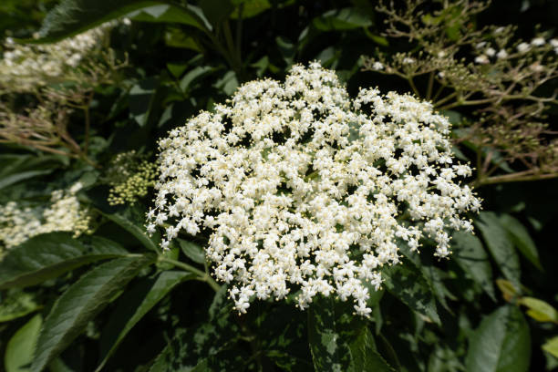 istock Close up of a white flower head 1158457688