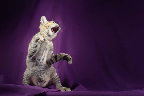 istock Cute kitty cat playing.  Adorable and happy pet 1158458579